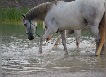 PRE, Wallach, 9 Jahre, 160 cm, Schimmel