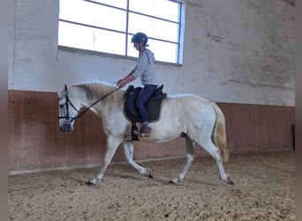 PRE, Wallach, 9 Jahre, 160 cm, Schimmel