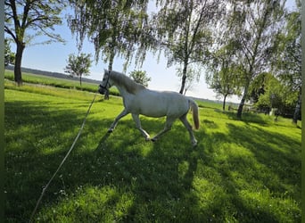 PRE, Wallach, 9 Jahre, 160 cm, Schimmel