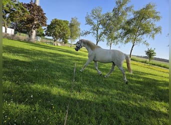 PRE, Wallach, 9 Jahre, 160 cm, Schimmel