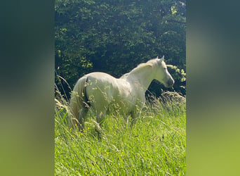PRE, Wallach, 9 Jahre, 160 cm, Schimmel