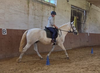 PRE, Wallach, 9 Jahre, 160 cm, Schimmel