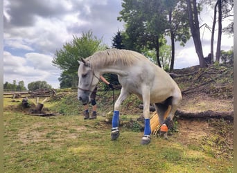 PRE, Wallach, 9 Jahre, 160 cm, Schimmel