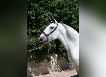 PRE Mix, Wallach, 9 Jahre, 161 cm, Apfelschimmel