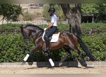PRE Mix, Wallach, 9 Jahre, 162 cm, Dunkelbrauner