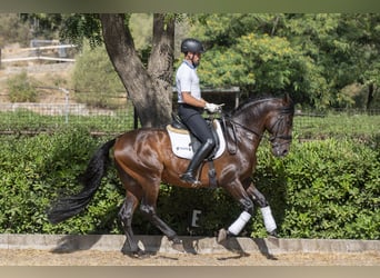 PRE Mix, Wallach, 9 Jahre, 162 cm, Dunkelbrauner