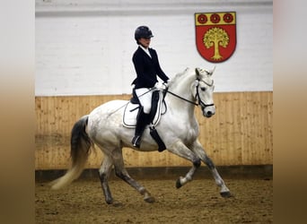 PRE, Wallach, 9 Jahre, 162 cm, Schimmel