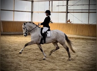 PRE, Wallach, 9 Jahre, 162 cm, Schimmel