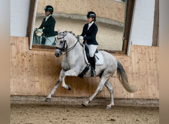 PRE, Wallach, 9 Jahre, 162 cm, Schimmel