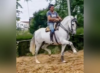 PRE Mix, Wallach, 9 Jahre, 163 cm, Apfelschimmel