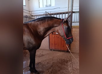 PRE, Wallach, 9 Jahre, 163 cm, Brauner