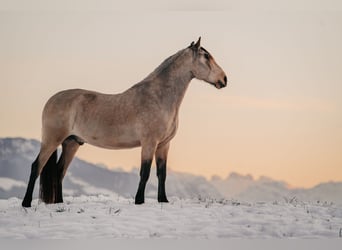 PRE, Wallach, 9 Jahre, 163 cm, Falbe