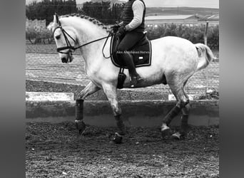 PRE Mix, Wallach, 9 Jahre, 163 cm, Schimmel