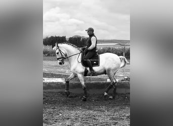 PRE Mix, Wallach, 9 Jahre, 163 cm, Schimmel