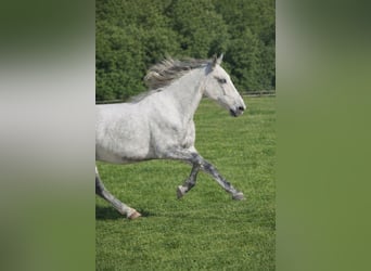 PRE, Wallach, 9 Jahre, 163 cm, Schimmel