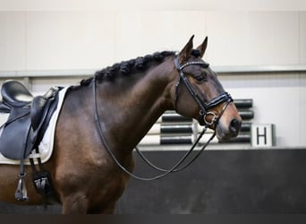 PRE, Wallach, 9 Jahre, 164 cm, Brauner