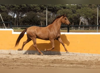 PRE Mix, Wallach, 9 Jahre, 164 cm, Fuchs