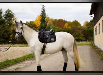 PRE, Wallach, 9 Jahre, 164 cm, Schimmel