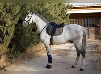 PRE Mix, Wallach, 9 Jahre, 164 cm, Schimmel