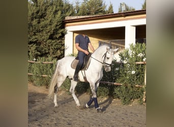 PRE Mix, Wallach, 9 Jahre, 164 cm, Schimmel