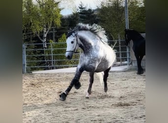 PRE, Wallach, 9 Jahre, 165 cm, Apfelschimmel