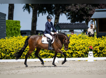 PRE, Wallach, 9 Jahre, 165 cm, Brauner