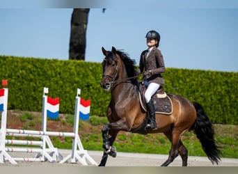 PRE, Wallach, 9 Jahre, 165 cm, Brauner