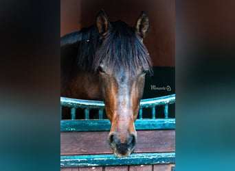 PRE, Wallach, 9 Jahre, 165 cm, Brauner