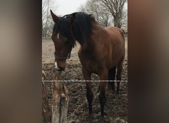 PRE Mix, Wallach, 9 Jahre, 165 cm, Dunkelbrauner