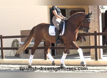 PRE, Wallach, 9 Jahre, 165 cm, Fuchs
