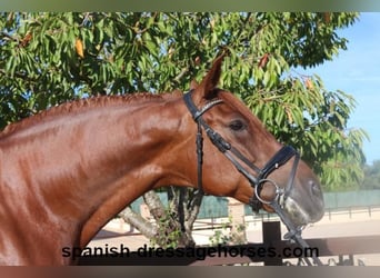 PRE, Wallach, 9 Jahre, 165 cm, Fuchs