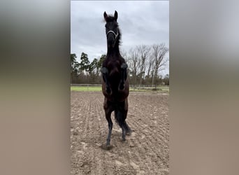 PRE, Wallach, 9 Jahre, 165 cm, Rappe