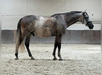 PRE, Wallach, 9 Jahre, 165 cm, Rappschimmel