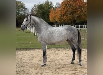 PRE, Wallach, 9 Jahre, 165 cm, Rappschimmel