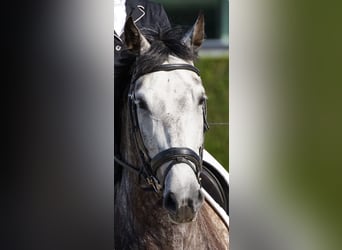 PRE, Wallach, 9 Jahre, 165 cm, Schimmel