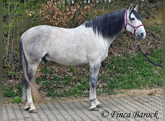 PRE Mix, Wallach, 9 Jahre, 165 cm, Schimmel
