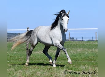 PRE Mix, Wallach, 9 Jahre, 165 cm, Schimmel