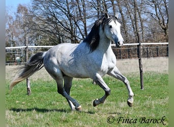 PRE Mix, Wallach, 9 Jahre, 165 cm, Schimmel