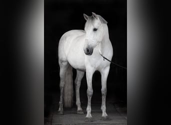PRE Mix, Wallach, 9 Jahre, 165 cm, Schimmel