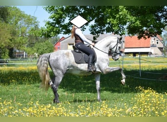 PRE Mix, Wallach, 9 Jahre, 165 cm, Schimmel