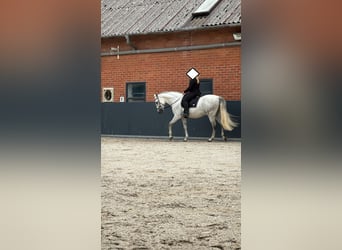 PRE Mix, Wallach, 9 Jahre, 165 cm, Schimmel
