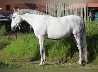 PRE Mix, Wallach, 9 Jahre, 165 cm, Schimmel