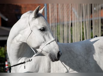 PRE Mix, Wallach, 9 Jahre, 165 cm, Schimmel