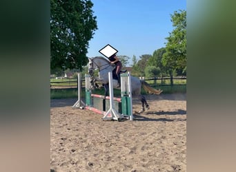 PRE Mix, Wallach, 9 Jahre, 165 cm, Schimmel