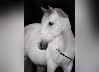 PRE Mix, Wallach, 9 Jahre, 165 cm, Schimmel