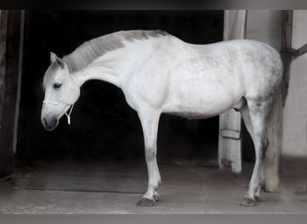 PRE Mix, Wallach, 9 Jahre, 165 cm, Schimmel