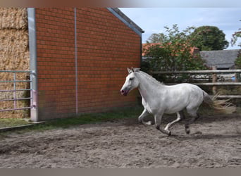 PRE Mix, Wallach, 9 Jahre, 165 cm, Schimmel
