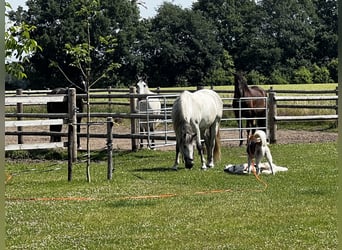 PRE Mix, Wallach, 9 Jahre, 165 cm, Schimmel