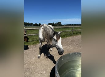 PRE Mix, Wallach, 9 Jahre, 165 cm, Schimmel