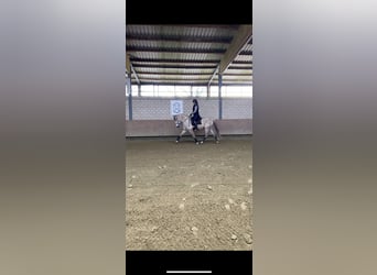 PRE Mix, Wallach, 9 Jahre, 165 cm, Schimmel